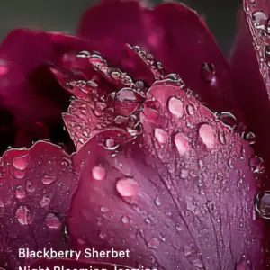 Парфумований Спрей Sultry Petals Mist Victoria's Secret 250 мл